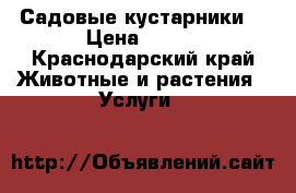 Садовые кустарники  › Цена ­ 180 - Краснодарский край Животные и растения » Услуги   
